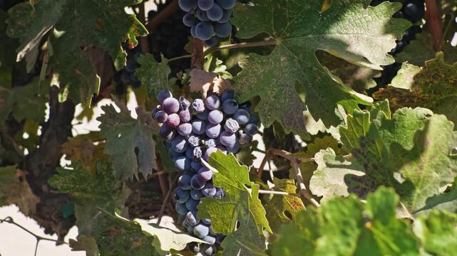 Ripe purple wine grapes hang on a sunlit vineyard grapevine
