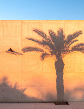 A serene, goldenhour shadow of a palm tree cast onto a textured concrete wall, evoking warmth, tropical calm, and minimalism. Nobody, no people. Perfect for travel or lifestyle marketing.