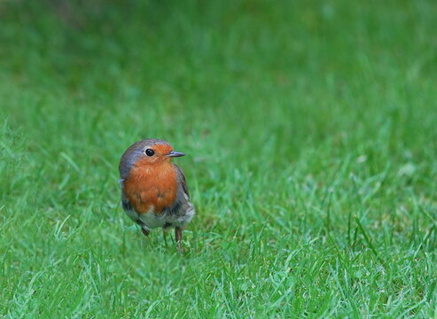 robin in the garden