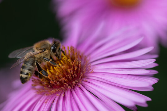 A small honeybee is perched on a purple aster, searching for pollen. You can see the pollen basket on its leg.