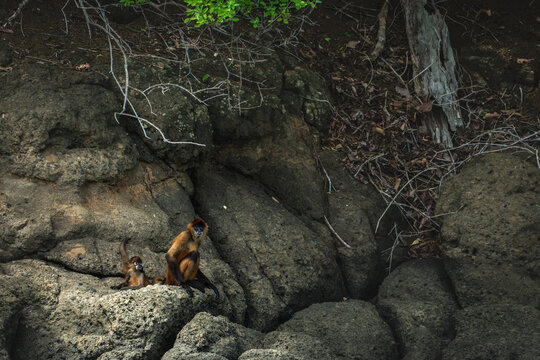 Spider Monkey Mother and Baby Resting on Coastal Rocks