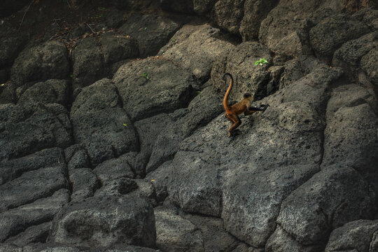 Spider Monkey Climbing Steep Rocky Cliff Face