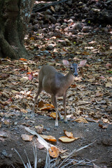 Wild Deer Standing in Tropical Forest Glade © Andrs