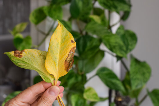 Close-up of hand holding yellow pothos leaf with brown necrotic spots and damage, indicating plant health problem, disease, or pest infestation