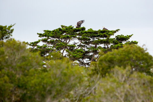 A pair of Bald Eagles nesting in a loblolly pine tree at Assateague Island, Maryland