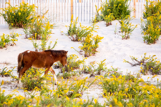 A wild pony foal at Assateague Island, Maryland
