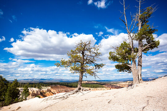 A Ponderosa Pine and juniper tree in Bryce Canyon National Park, Utah