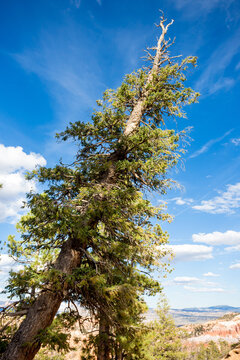A pine tree along the Queen's Garden Trail in Bryce Canyon National Park, Utah