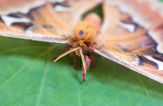 A giant Tulip-tree Silkmoth resting on Tulip tree leaves