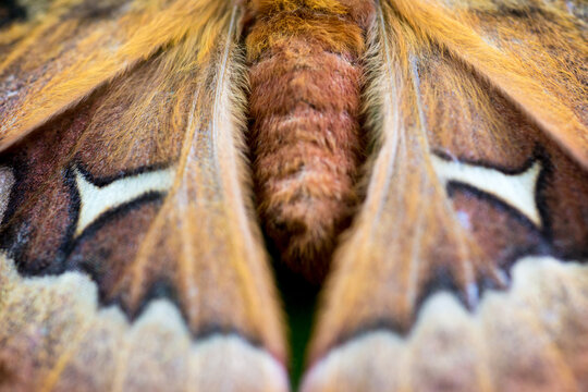 Close up of a female Tulip-tree Silkmoth