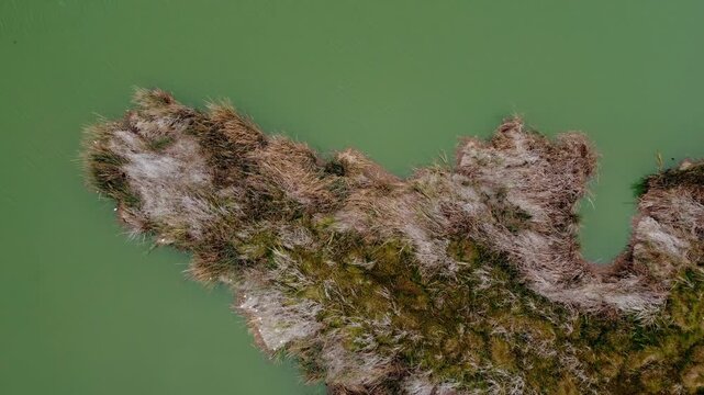 Top-down aerial drone view of reed and grass island in green water at Pantanos de Villa wetland Chorrillos Lima Peru
