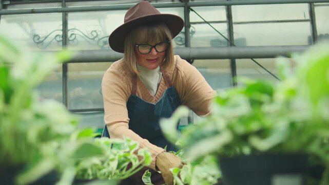 Elderly woman working in a greenhouse with plants during daytime