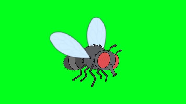 Cartoon Fly Insect Flying Flat Animation On A Bright Green Screen Background,  Detailed Insect Character With Moving Wings, Red Compound Eyes, Antennae, And Legs.