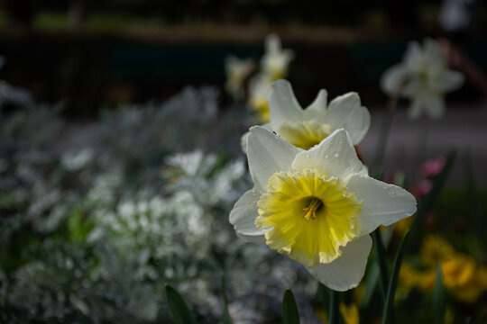 daffodils in the garden