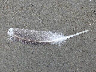 rain droplets on seagull feather on sand © jesuis terun_vision