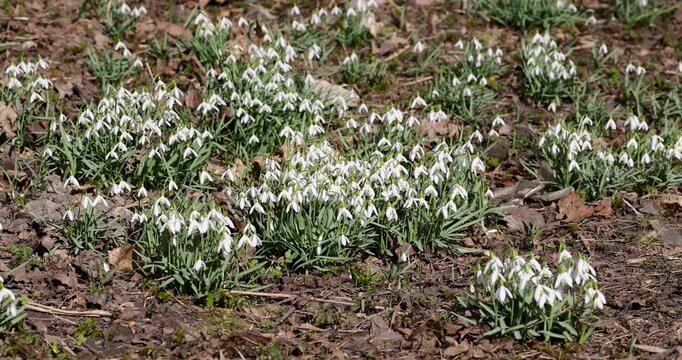 A huge field of white snowdrops on a sunny thaw in the forest, blooming primroses and snowdrops symbolize the arrival of warmth at the beginning of the spring season