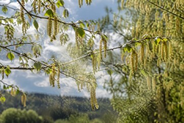 Obraz premium Wind pollinated tree branches overlapping in spring with clouds of fine pollen drifting between catkins