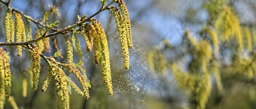Alder catkins releasing visible pollen particles into cool spring air around neighboring trees