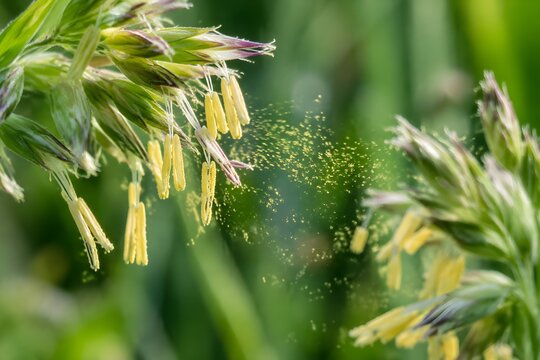 Grass flower anthers hanging outside delicate florets while pollen drifts toward neighboring grass plants