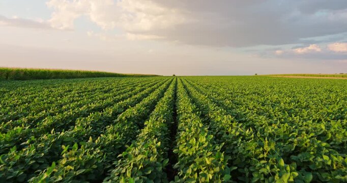 Agricultural green soybean field during sunset