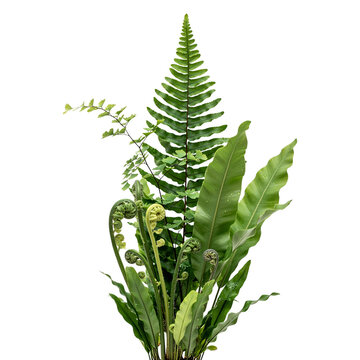 Lush green fern foliage plants botanical arrangement transparent background