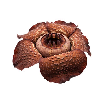 Giant Rafflesia flower closeup with unique texture transparent background