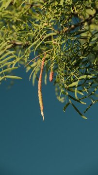 Mesquite tree beans close-up with copy space on a blue sky background in a Texas landscape