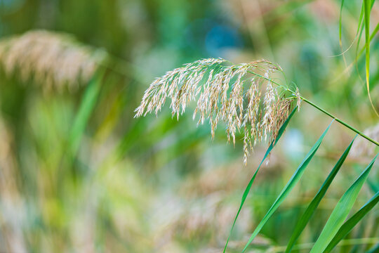 Fluffy river reed plant close up on a blurred green nature background