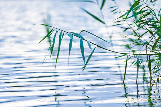 Green river reeds leaning over calm blue water surface with bright reflections