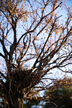 Empty natural bird nest hidden in bare tree branches against bright autumn sky