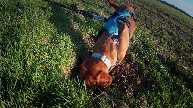 A hound type dog on a harness digging in the ground of a grassy field in slow motion