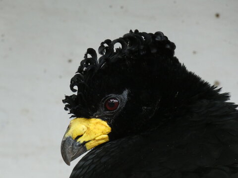 Bare-faced Curassow Crax fasciolata Head Close-Up