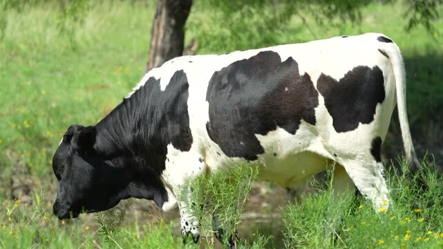 Spotted Longhorn bull calf walking through a green farm field