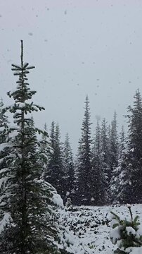 Snowfall falling softly over snow-covered pine trees in Olympic National Park, Washington State