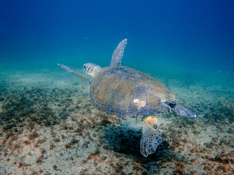sea turtle swimming in ocean