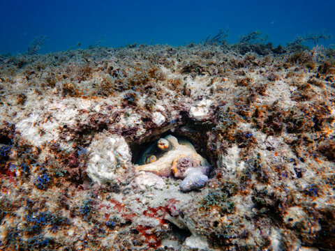 Octopus hiding in coral reef
