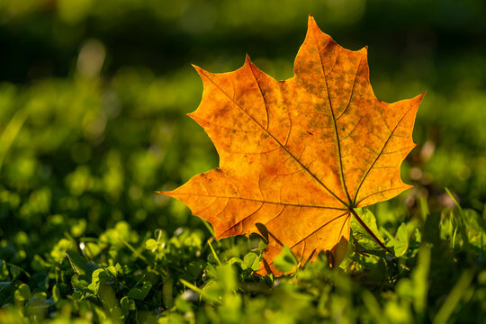 Yellow maple leaf on green grass in city park, early autumn season