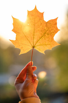 Yellow maple leaf in woman's hand on sunset, early autumn season