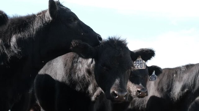 Herd of black Angus cows close-up on a ranch grooming one another, showcasing animal behavior in farm livestock within the agriculture industry