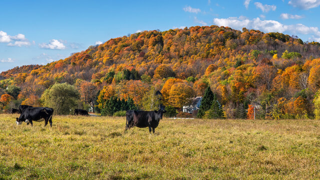 Cows on a Vermont Farm in Autumn