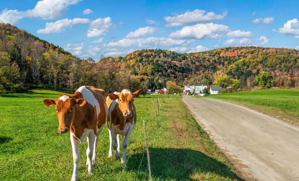 Cows on a Vermont Farm in Autumn