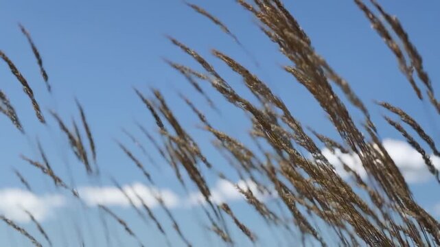 Golden Wheatgrass in the Wind & Blue Sky White Clouds