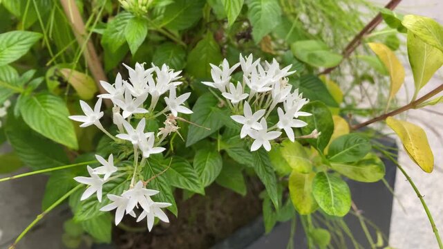 Close-up of vibrant white pentas flowers, Pentas lanceolata, also known as Egyptian starcluster, blooming in dense clusters with rich green foliage in an outdoor garden planter, ideal for videos on or
