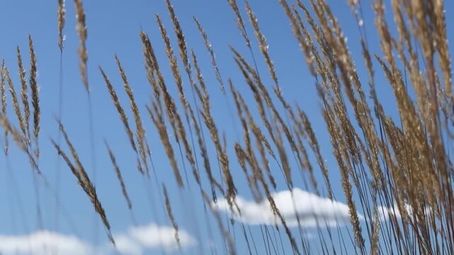 Golden Stalks of Wheatgrass in the Breeze