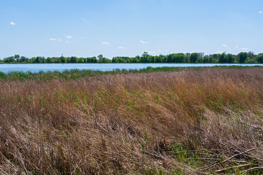 tall grass and woodlands on shores of rice lake in rice lake state park steele county minnesota
