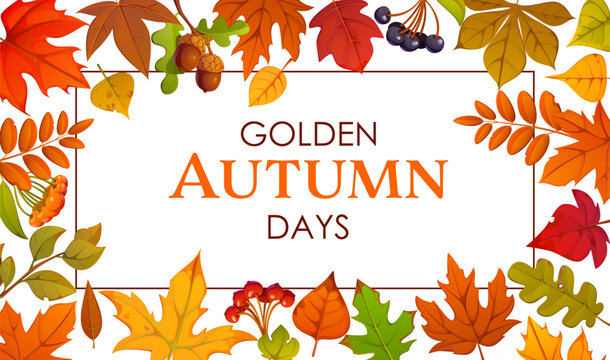 Autumn season harvest banner with fall red, amber, yellow, green or brown maple, oak and chestnut leaves and berries. Autumn banner with quote in frame of season acorns or rowanberry and foliage