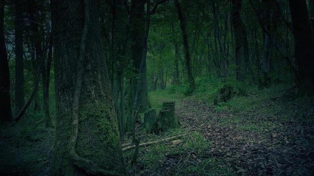 Dark Woodland Path Moving Shot
