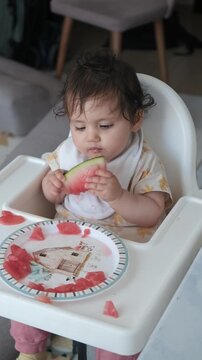 Vertical video of cute baby girl in high chair happily biting and eating fresh watermelon slice, baby led weaning