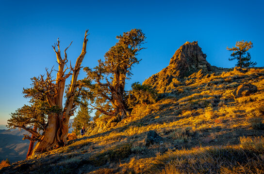 Ancient bristlecone pines of Inyo National Forest in the White Mountains of California