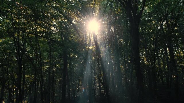 Sunbeams breaking through dense green forest tree canopy with cinematic god rays and hazy light